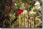 Rosella